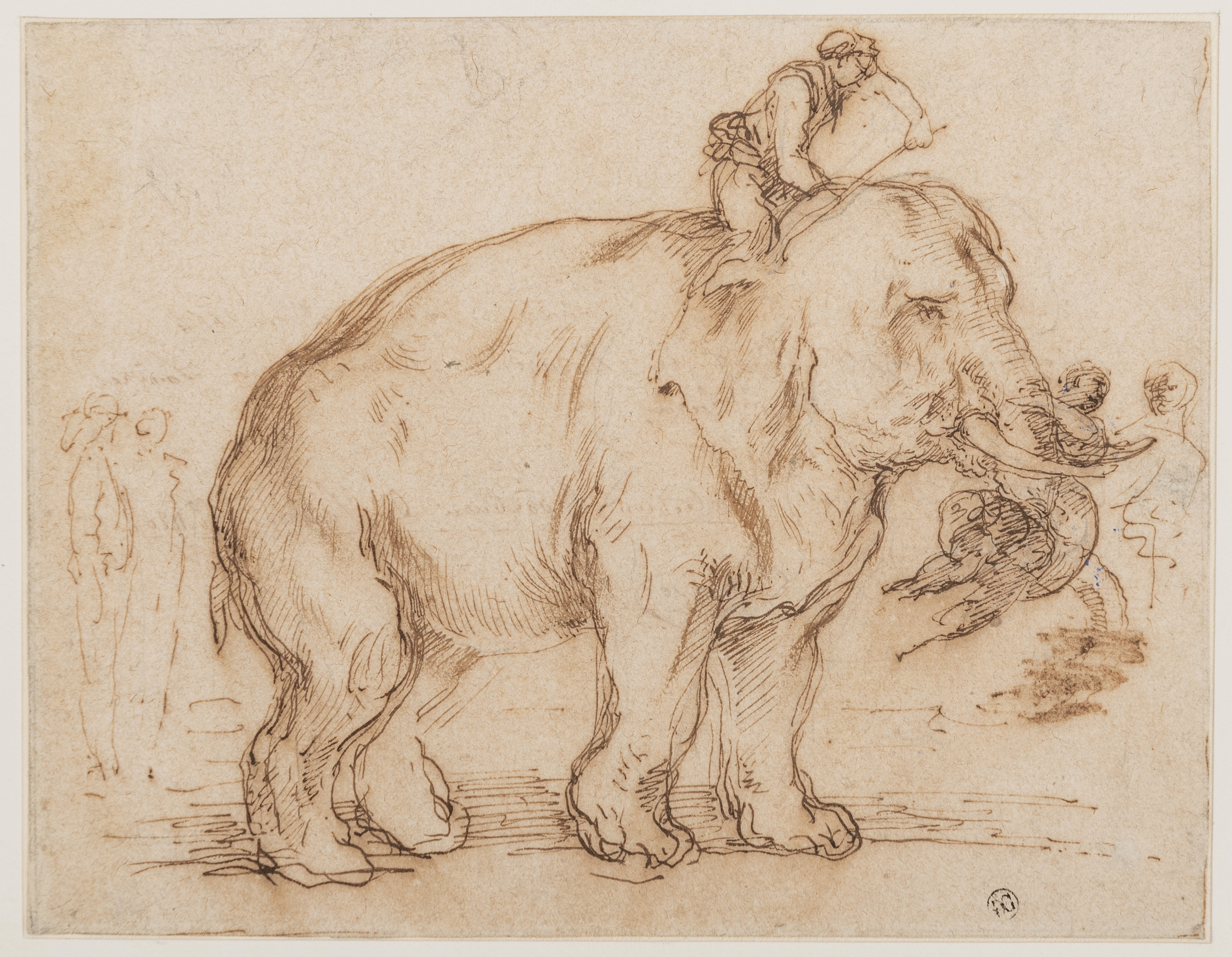 An Elephant